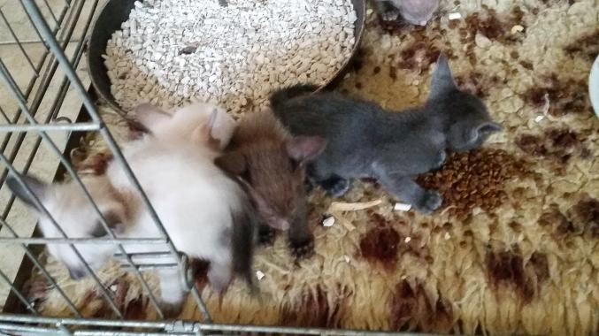 Type Siamois oriental