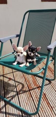 Chiots chihuahua mâle et femelle