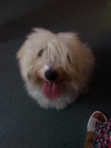 A donner coton de tulear