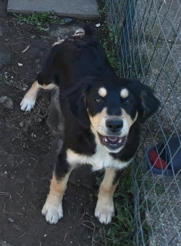6 chiots croisés berger australien  