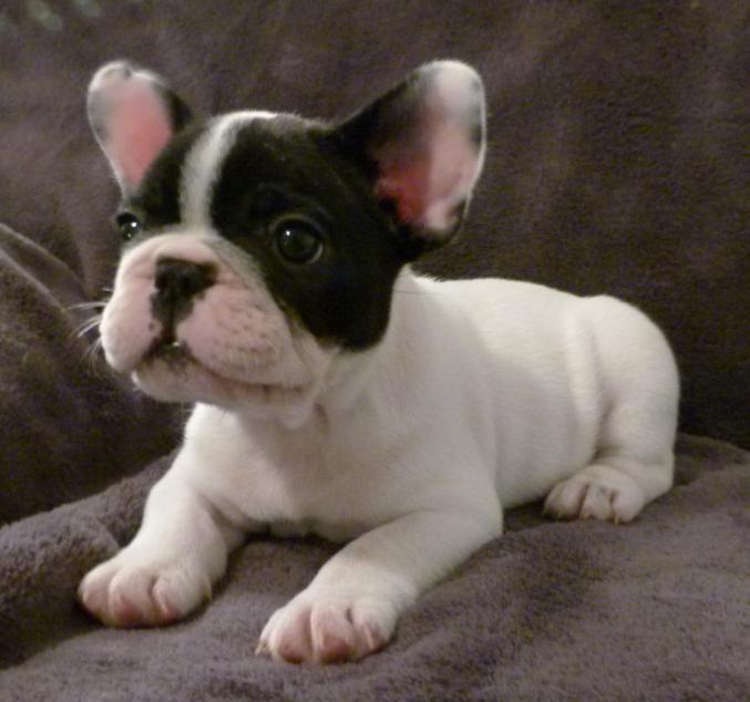 A donner adorable chiots bouledog francais pour Noel