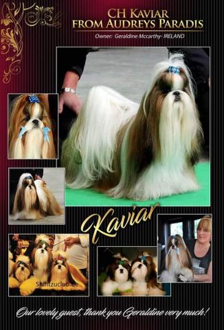 Disponible mâle shih tzu