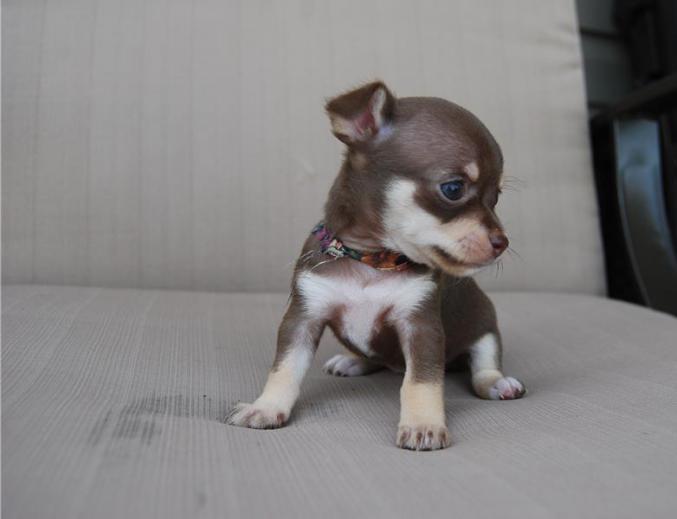 Chiots chihuahuas chocolat