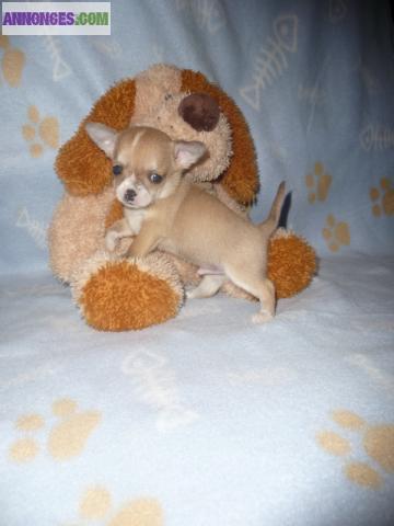 Magnifique chiot chihuahua male