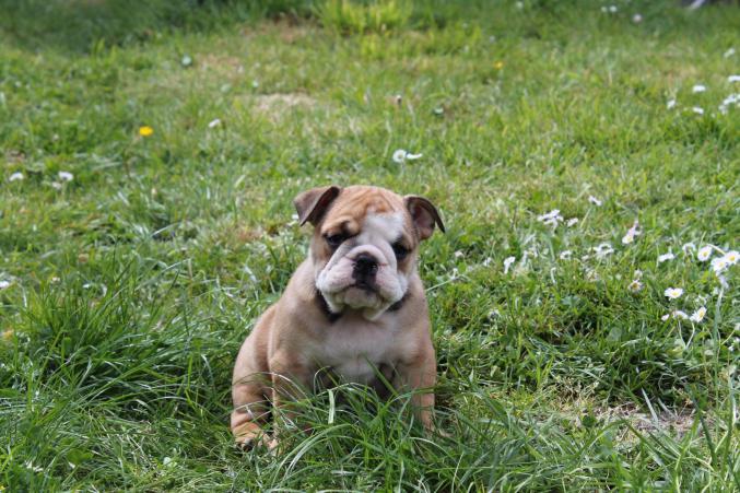 Chiots bulldog anglais