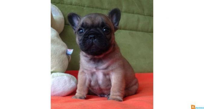 Chiots bouledogue francais lof