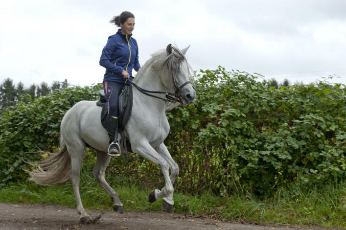 Accessoires ibérique pour équitation