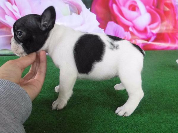 Bouledogue français Femelle Adorable