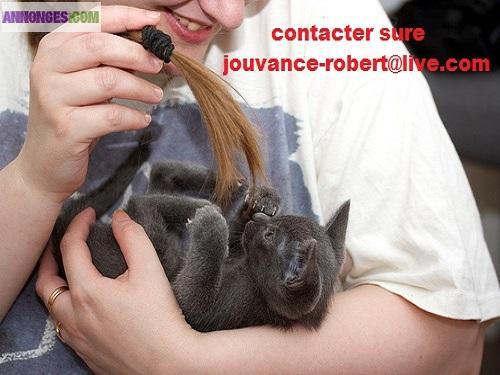 Chaton de race korat en bonne santé a vendre