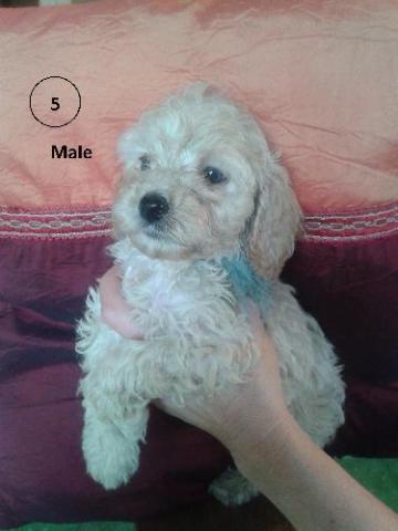 Chiots type caniche nains