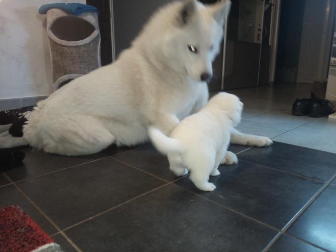 Chiots samoyède non lof