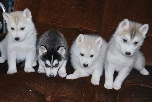 Chiots husky sibérien LOF a réserver 
