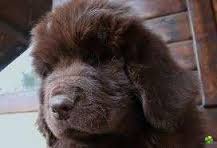Chiots type Terre Neuve non lof