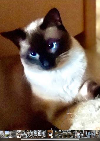 Chatons siamois thaï 