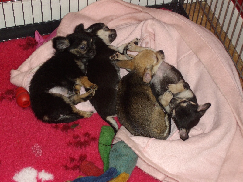 Chiots de type chihuahua miniatures