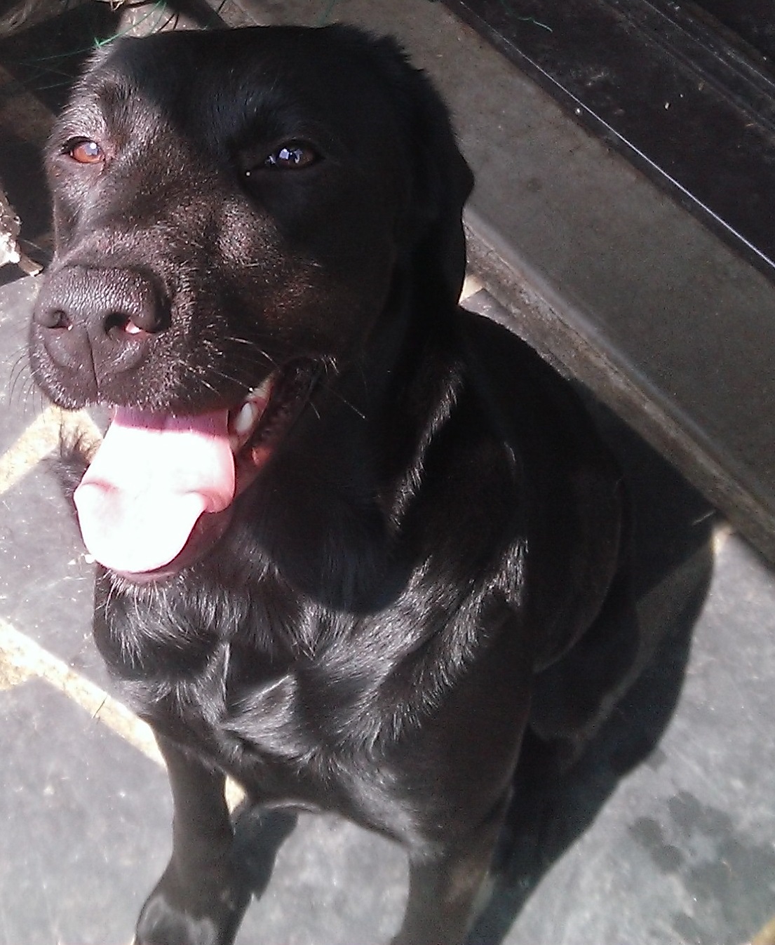 Chienne type labrador