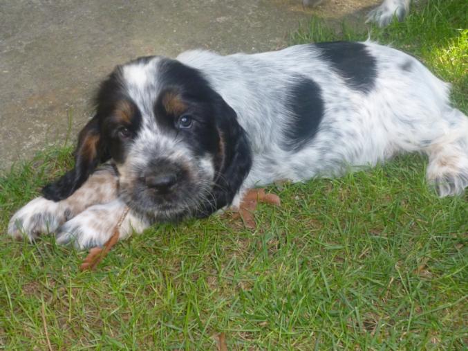 CHIOTS COCKER ANGLAIS