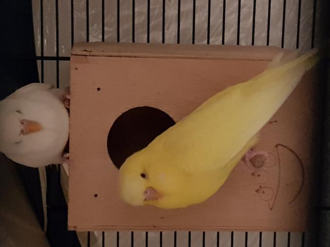 Magnifiques perruches plusieurs couleurs