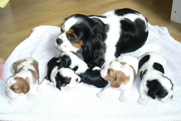 Chiots Cavalier King Charles LOF
