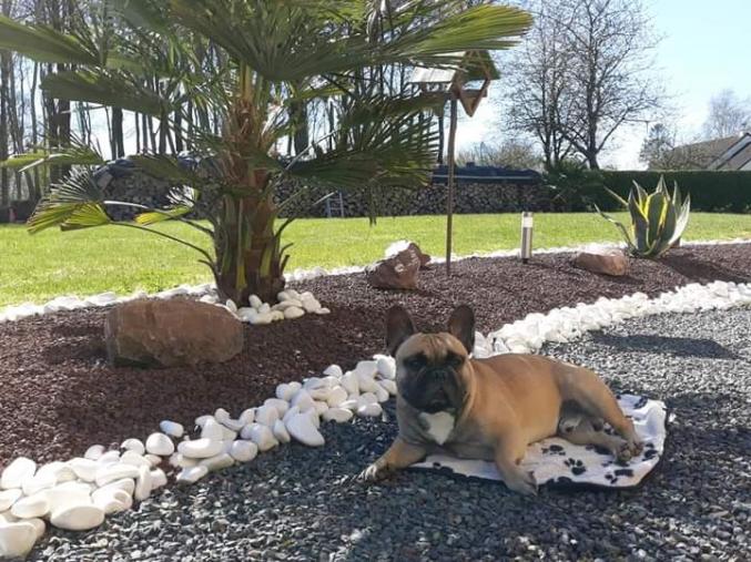 Saillie bouledogue francais