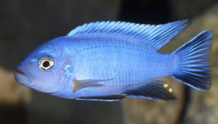 Cynotilapia axelrodie