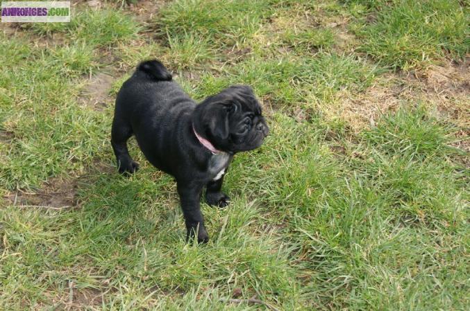 Adorables chiots type carlin car non lof.