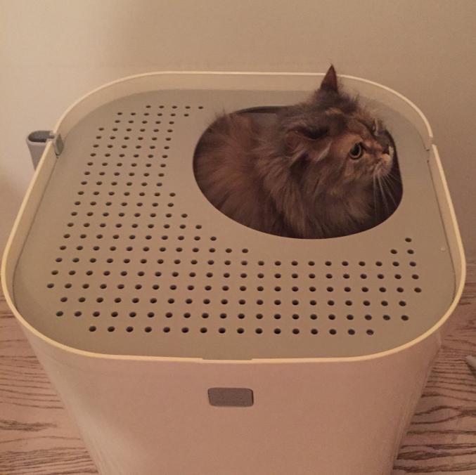 Modkat WC chats