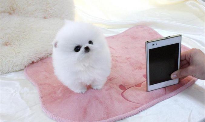 Donne chiot pomeranien teacup qui fera un poids de 1,2kg adulte