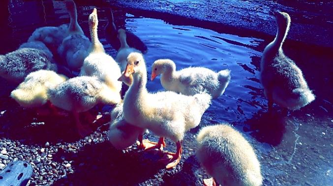 OIE CANARD POULE POUSSIN CANETON