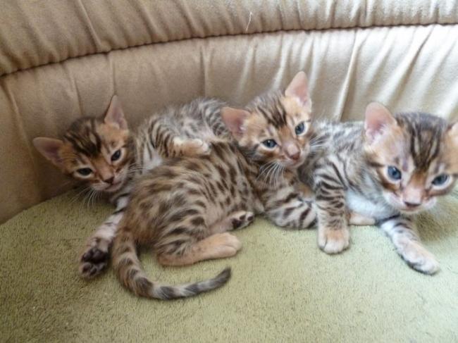Magnifiques chatons bengal pure race disponibles