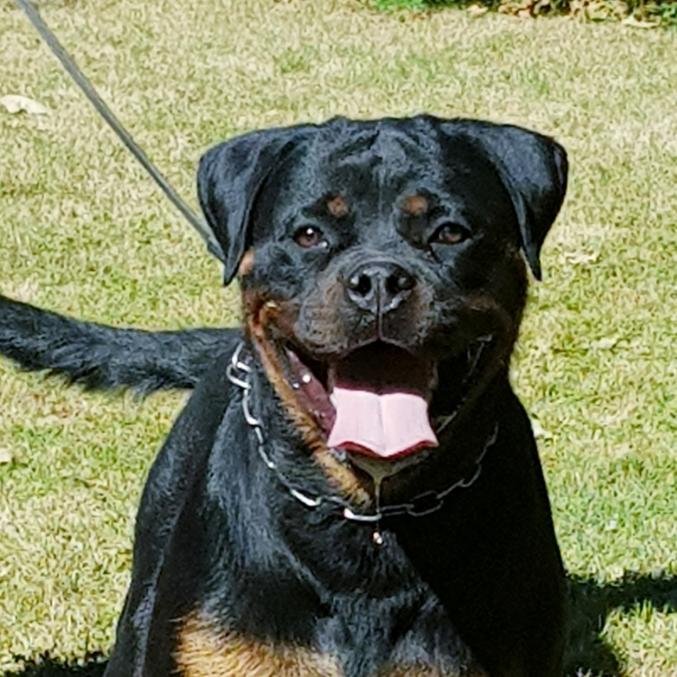 A réservé chiot rottweiler lof