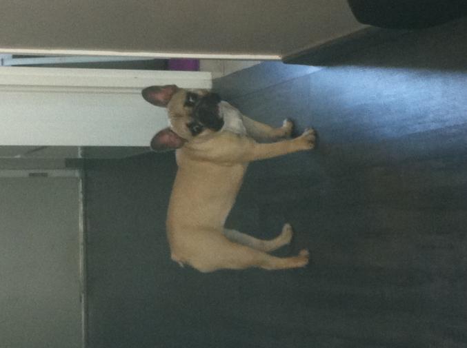 Vend bouledogue français