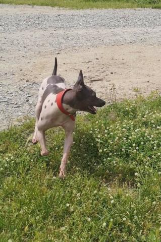 Magnifique américain hairless terrier