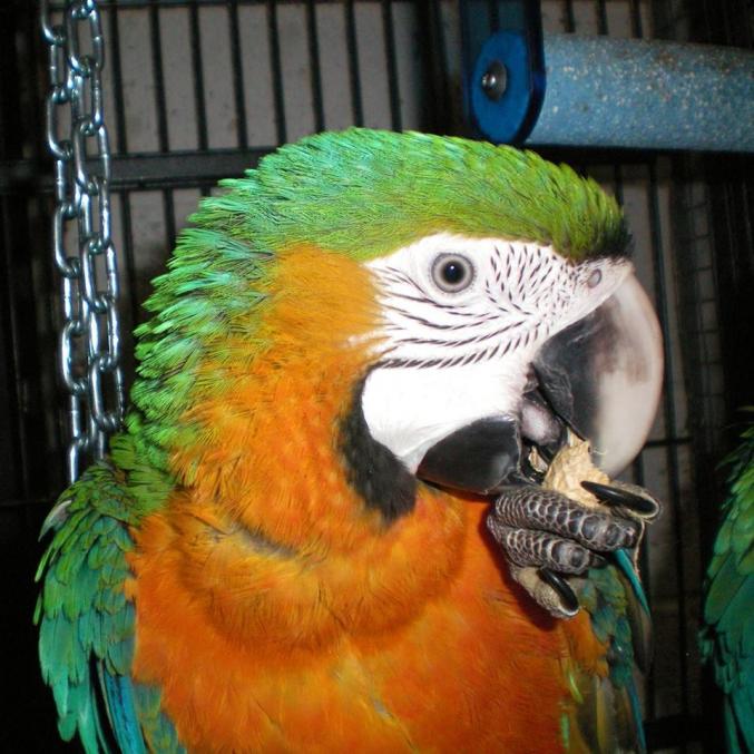 Ara catyalina hybride