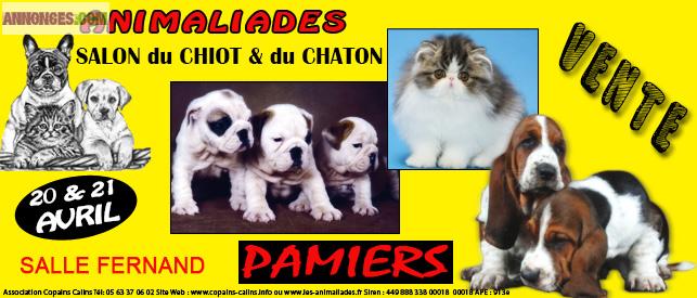 Salont du chiot et du chaton pamiers 20 et 21 avril