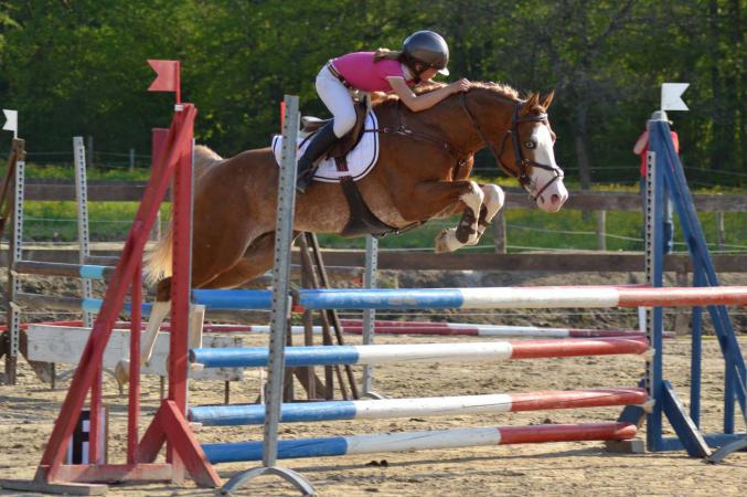 Pouliche Quarter horse x Pfs