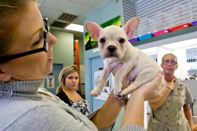 Chiot bouledogue francais 