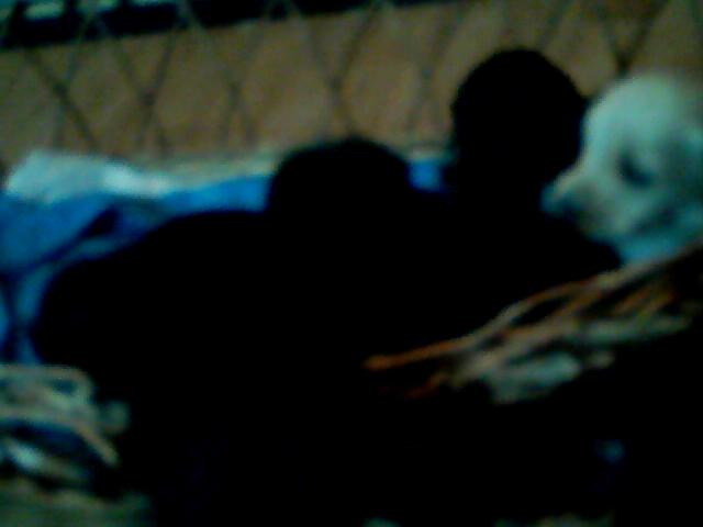 Chiot cocker  croiser golden