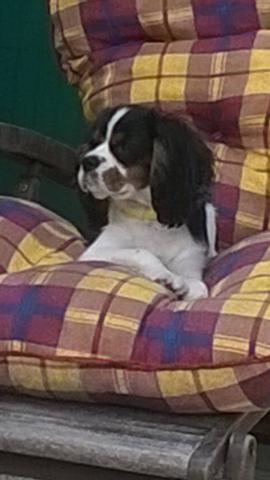 Cavalier KING CHARLES