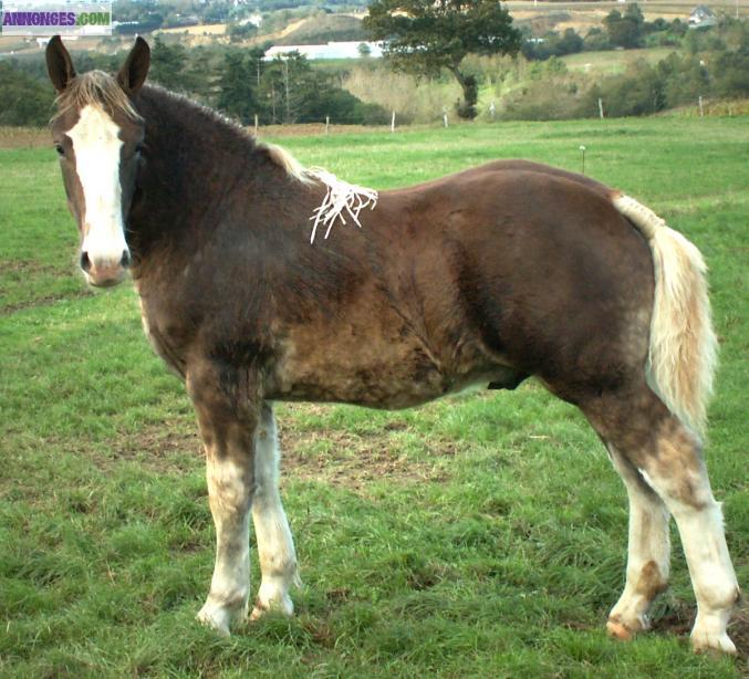 Poulain Trait Breton de 1 an