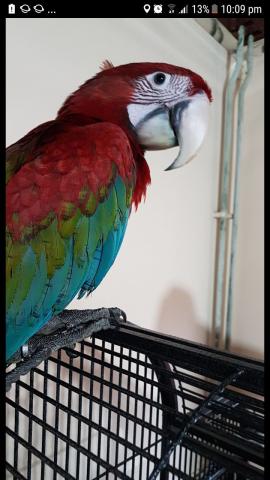 Magnifique perroquet ara macao (ara rouge)