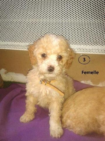 Chiots type caniche nains