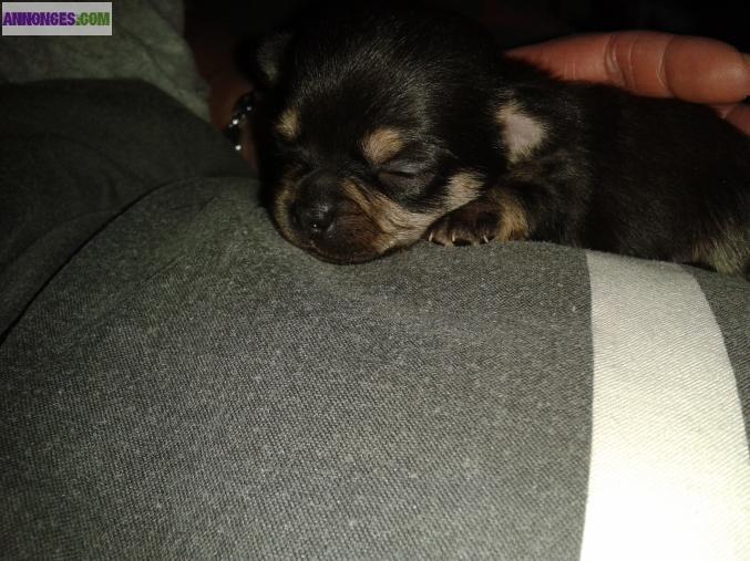 Chiot type chihuahua a reserver