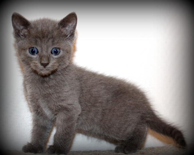 Chaton type sacré de birmanie