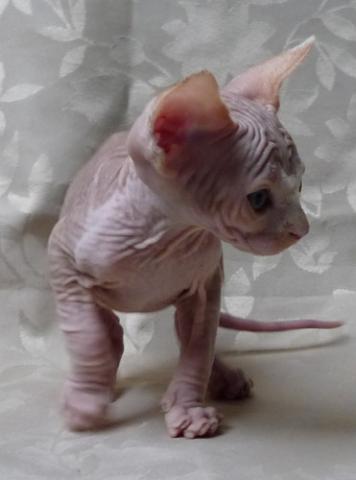 Chatons sphynx male et femelle disponibles.