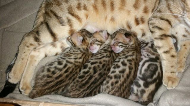 Bebe bengal pure race