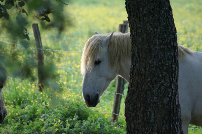 Don de temps et d amour, devenir grands parents de coeur sur le 25