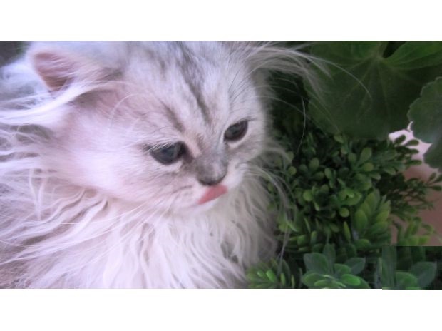 Adorable chaton de type persan chinchilla