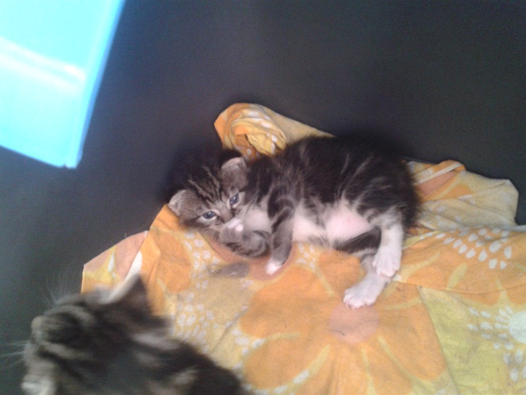 Bébés  chats à adopter