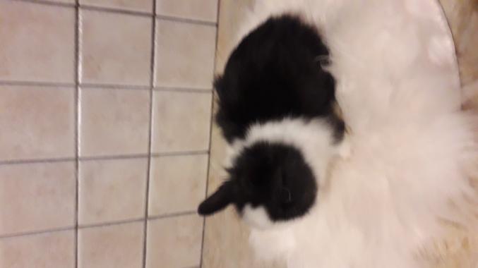 Bébés lapins teddy angora